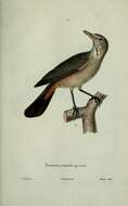 Image of Gray-bellied Shrike-Tyrant