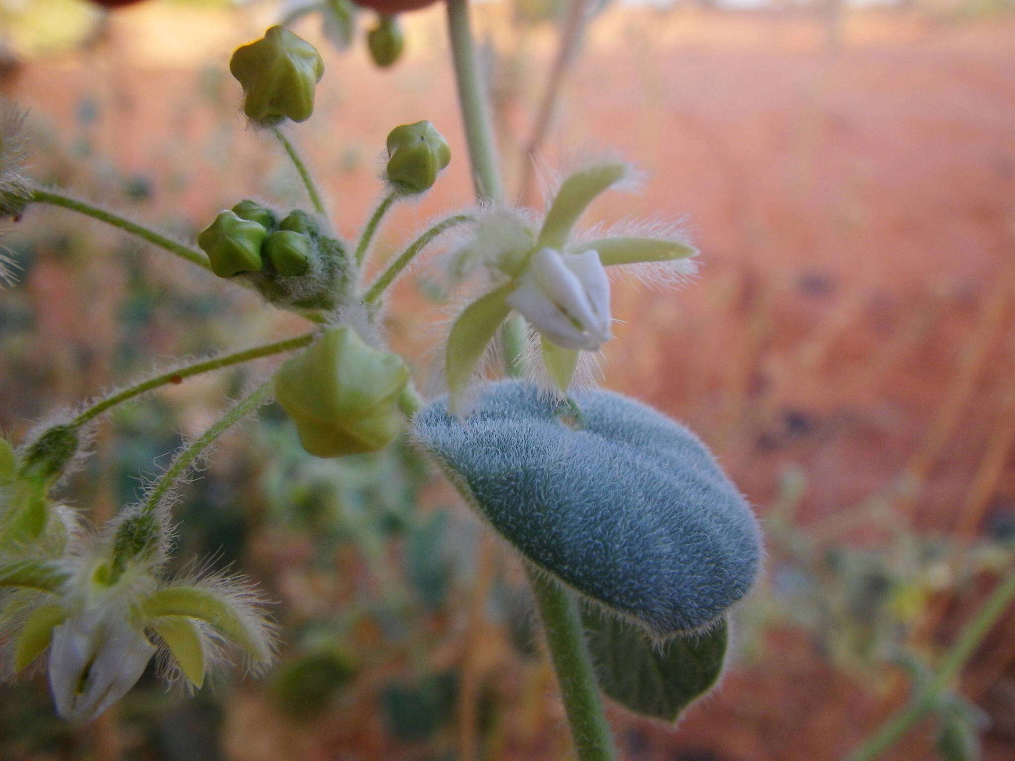 صورة Pergularia tomentosa L.