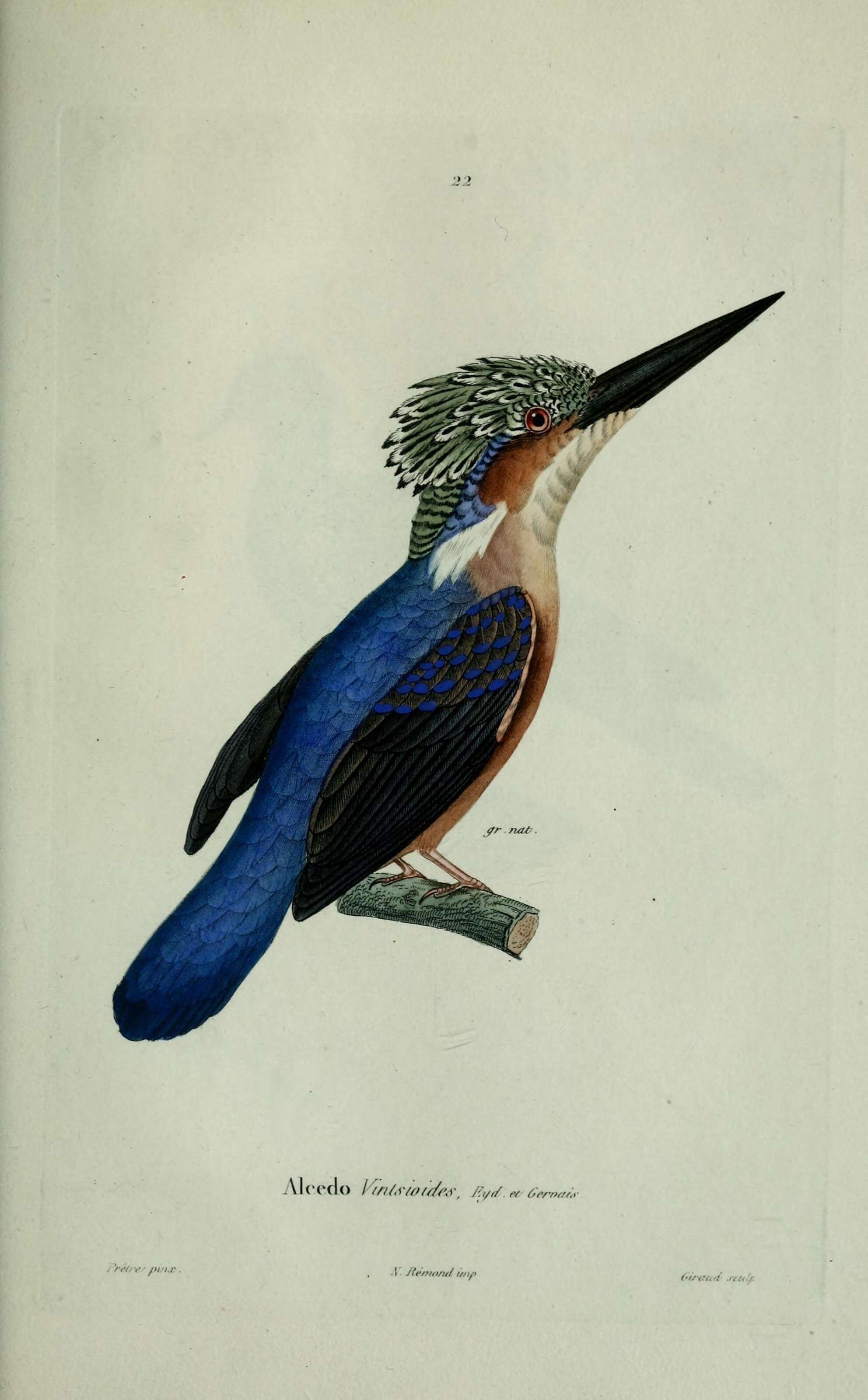 Image of Madagascar Kingfisher