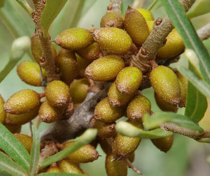 Image of Sea-buckthorn