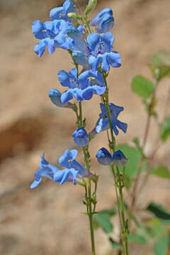 Image of longflower penstemon