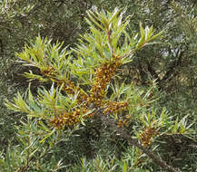 Imagem de Hippophae rhamnoides L.