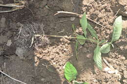 Image of purple milkweed