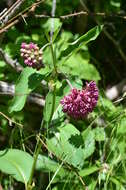 Image of purple milkweed