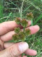 Juncus torreyi Coville的圖片