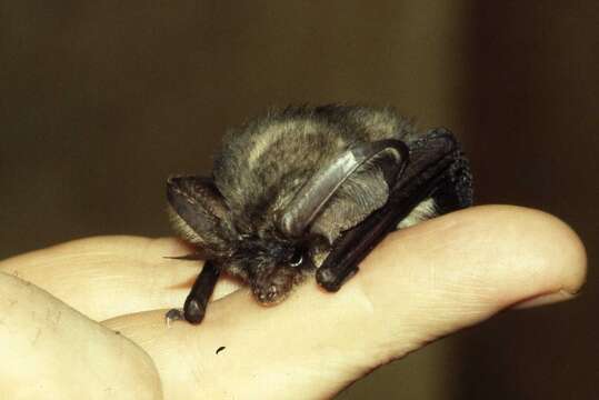 Image of Gray Big-eared Bat