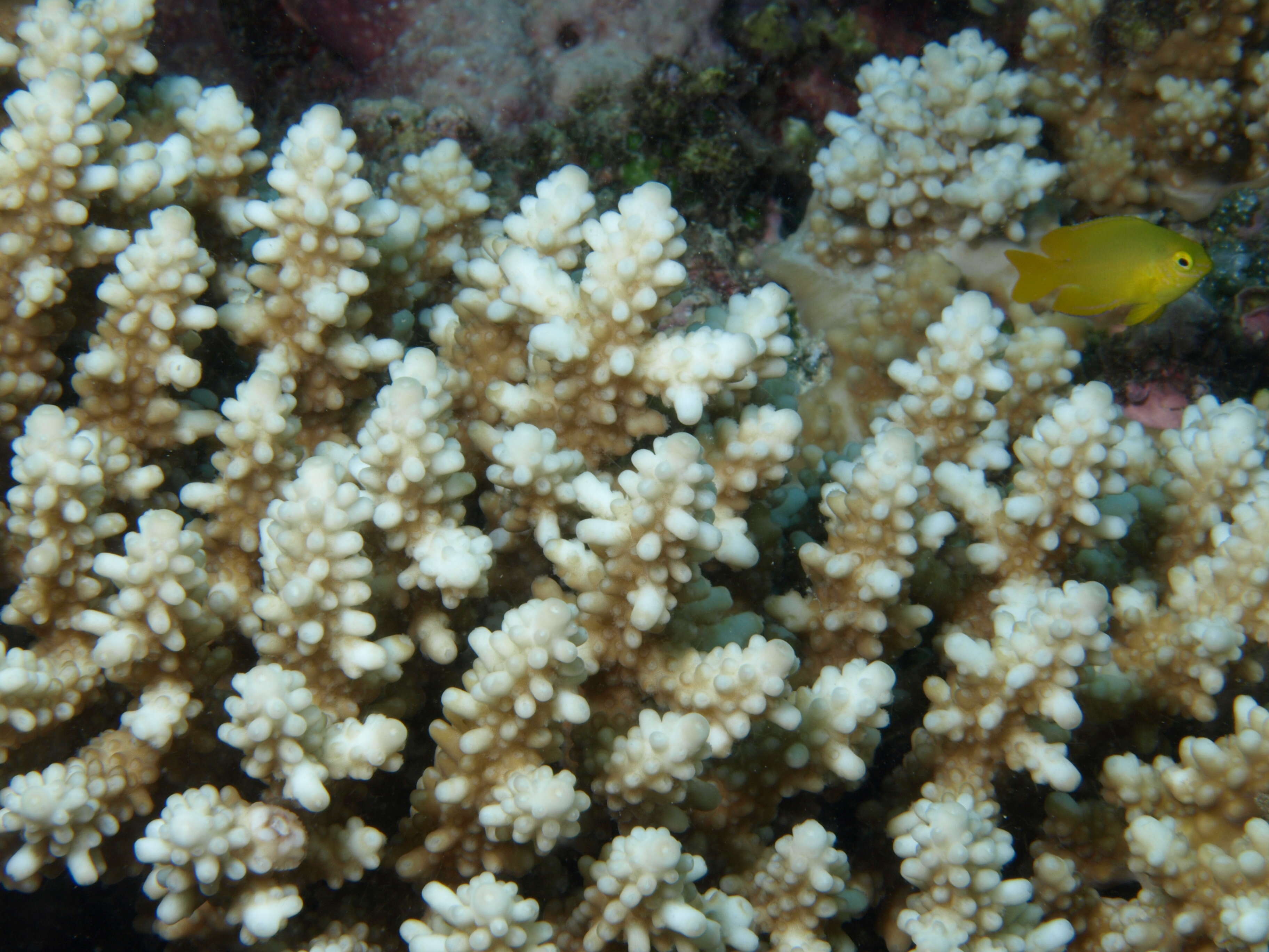 Image of Staghorn coral