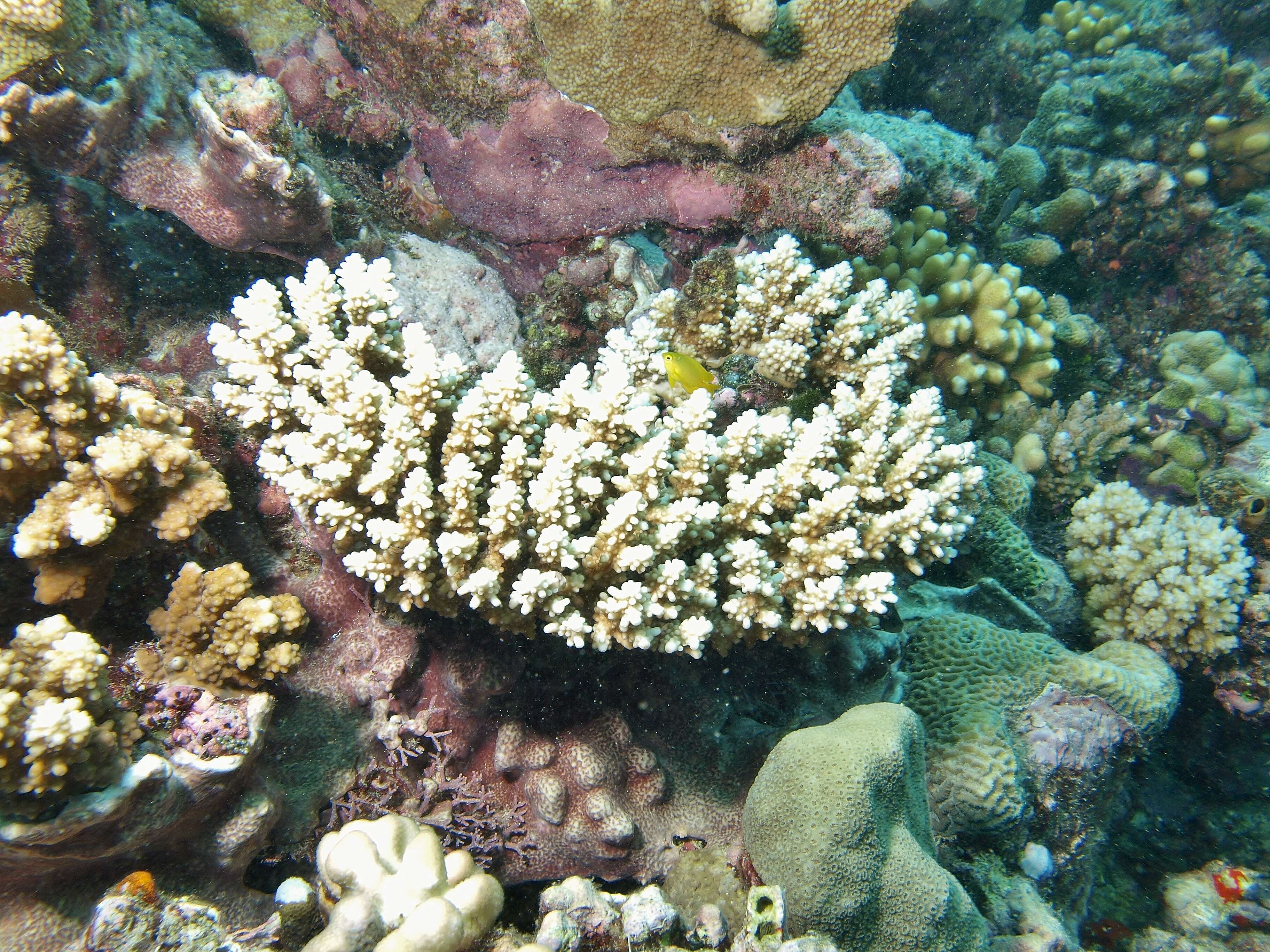 Image of Staghorn coral