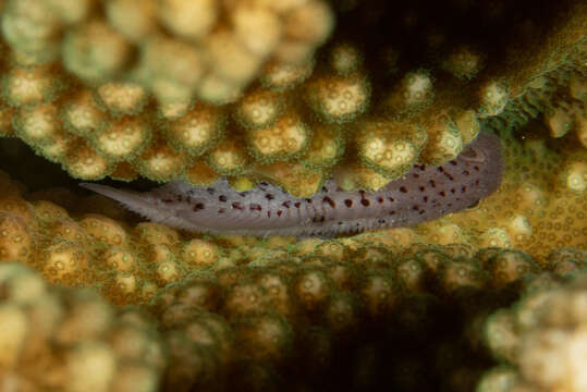 Image of Coral crouchers