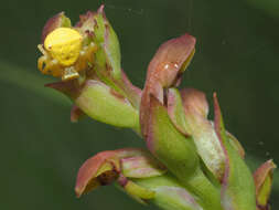 Image of Disa brevicornis (Lindl.) Bolus