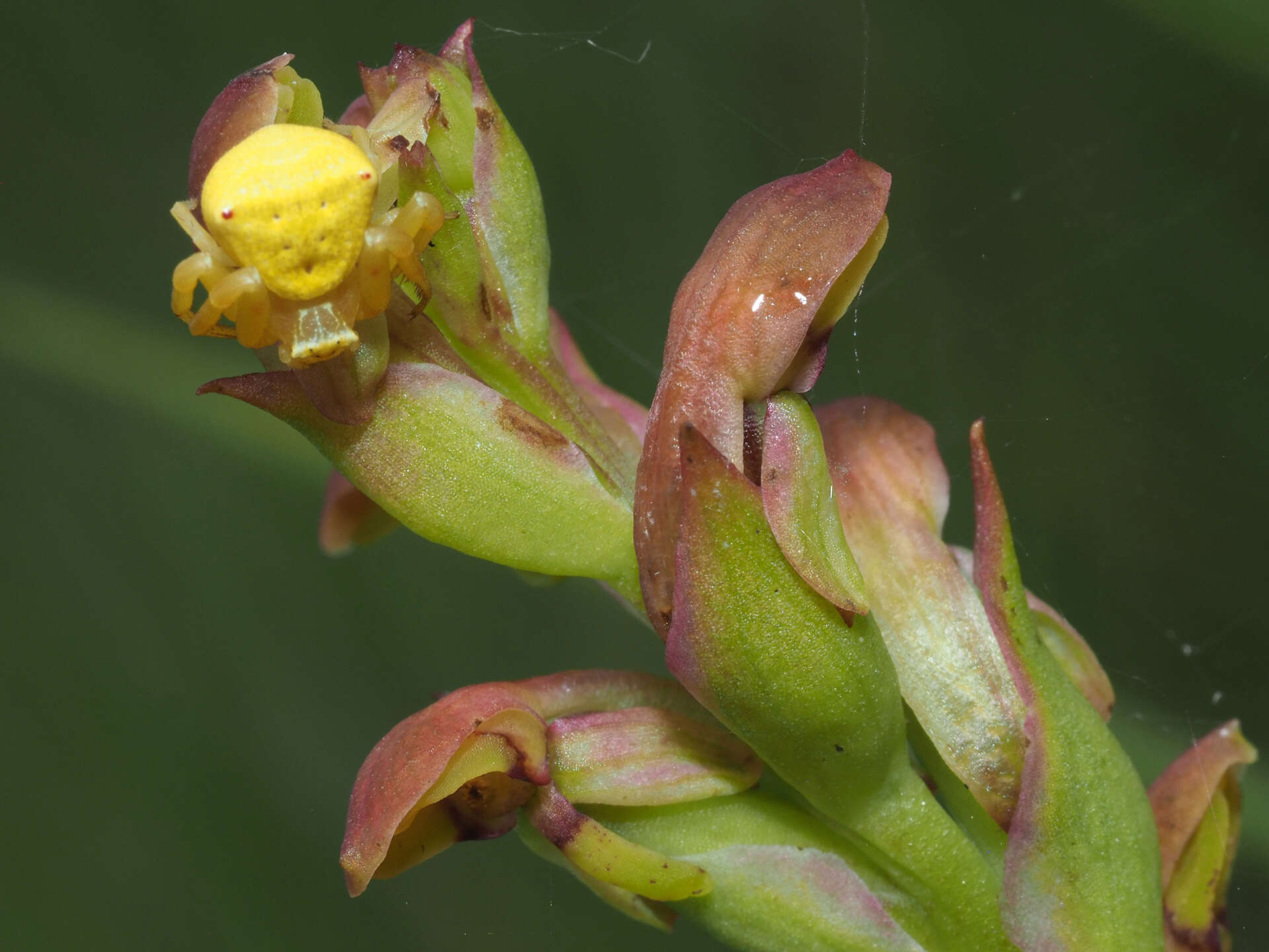 Image of Disa brevicornis (Lindl.) Bolus