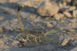 صورة Leiurus hebraeus (Birula 1908)