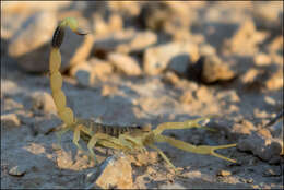 صورة Leiurus hebraeus (Birula 1908)