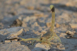 صورة Leiurus hebraeus (Birula 1908)