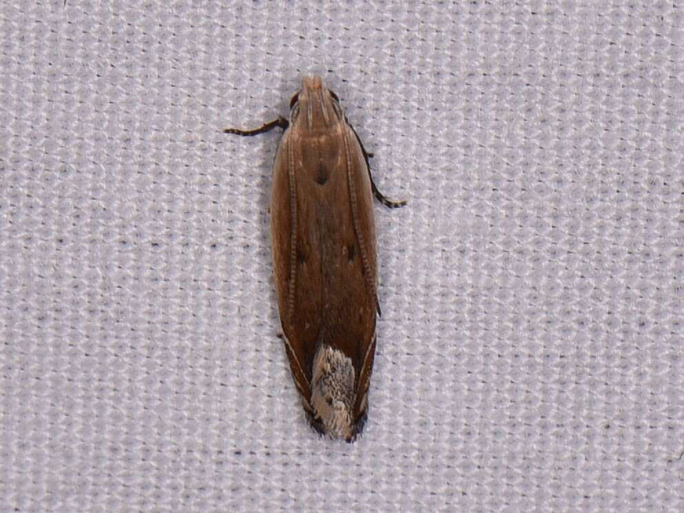 Image of Anacampsis paltodoriella Busck 1903