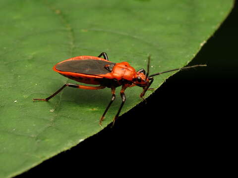 Image of Scarlet-bordered Assassin Bug