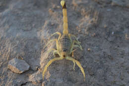 صورة Leiurus hebraeus (Birula 1908)