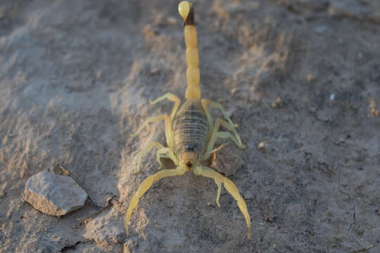 Image of Leiurus hebraeus (Birula 1908)