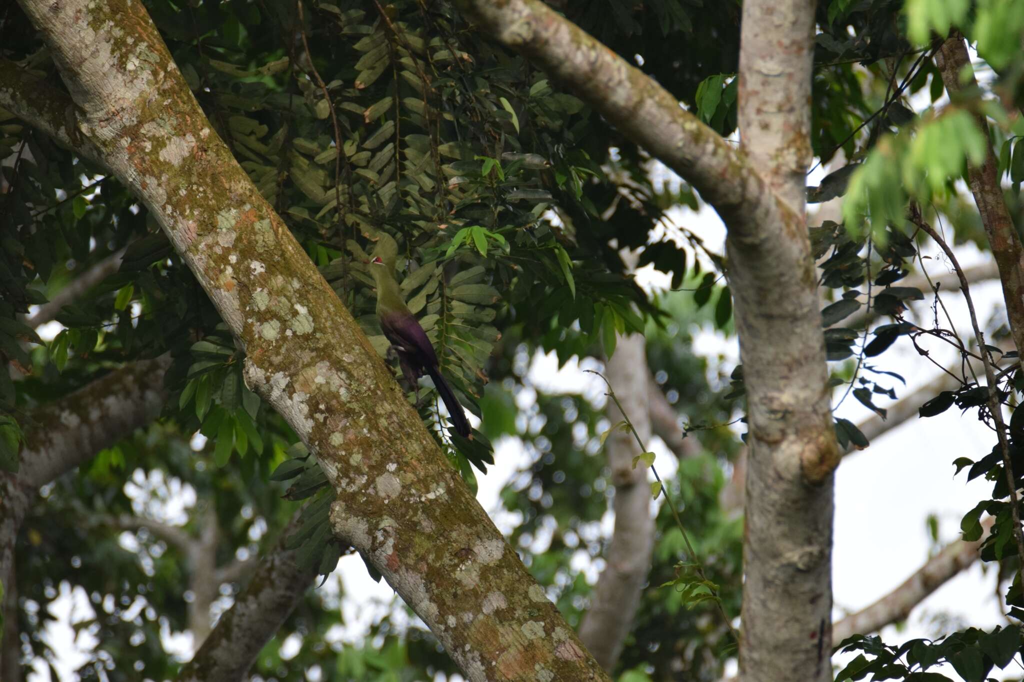 Image of Green Turaco