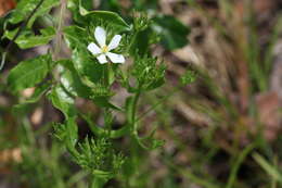 Sabatia quadrangula Wilbur resmi