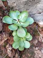 Image of Aeonium glutinosum (Ait.) Webb & Berth.