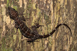 Image of Banded Forest Gecko