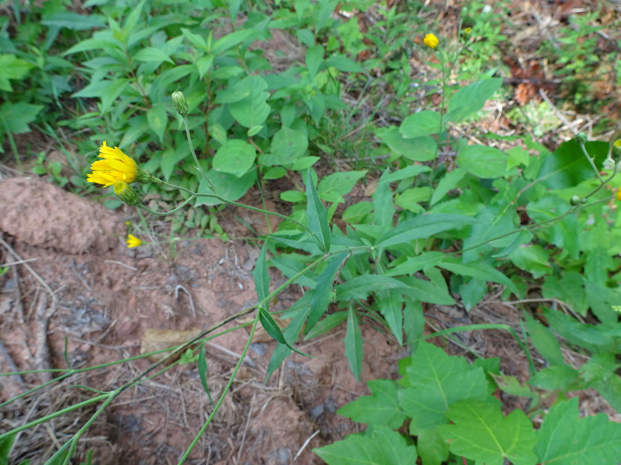 Image of threetooth hawkweed