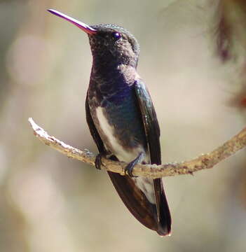 Image of Amazilia lactea