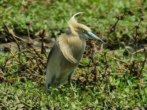 Image of Indian Pond Heron