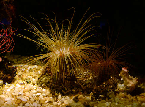 Image of Mediterranean cerianthid