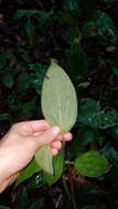 Image of Miconia aphanantha