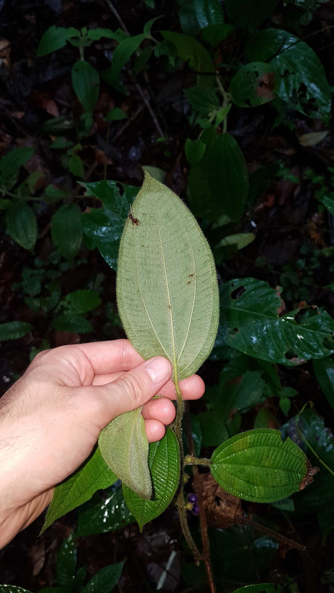 Image of Miconia aphanantha