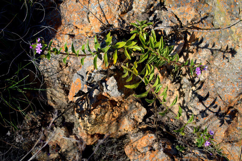 Image of Teedia lucida (Soland.) Rudolphi