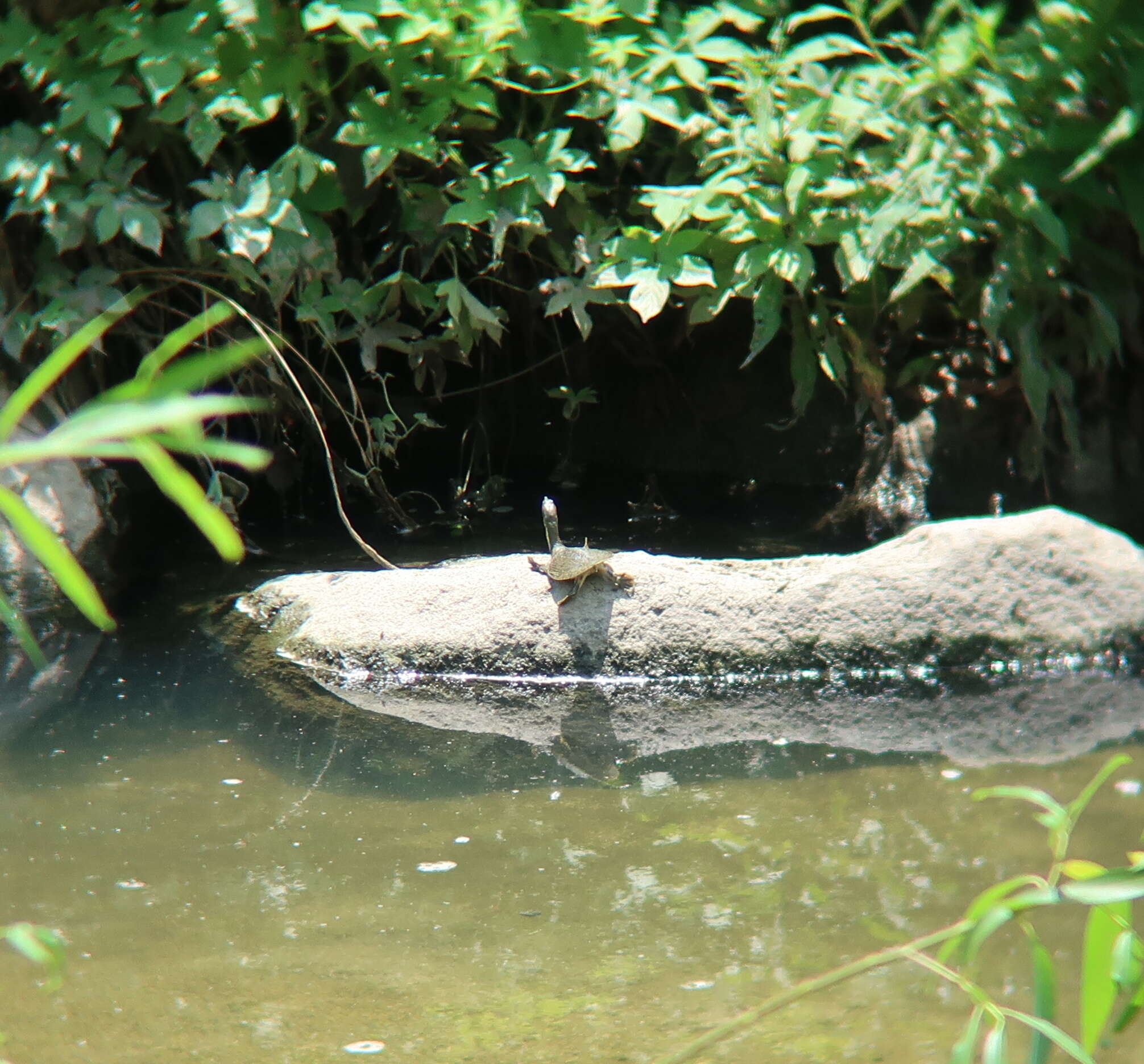 Image of Northern Chinese softshell turtle