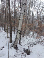 Image of Fire birch