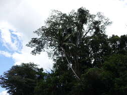 Image of Dypsis lastelliana (Baill.) Beentje & J. Dransf.