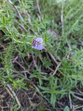 Image of hart's pennyroyal