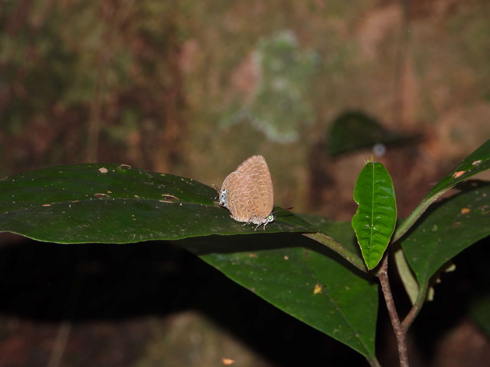 Image of Arhopala pseudomuta Staudinger 1889