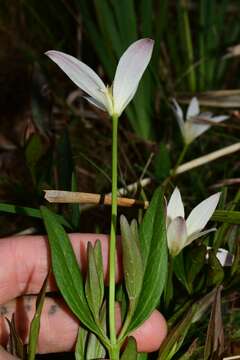 Image of Clematis gentianoides DC.