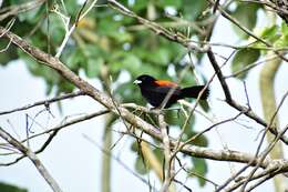 Image of Ramphocelus passerinii costaricensis Cherrie 1891