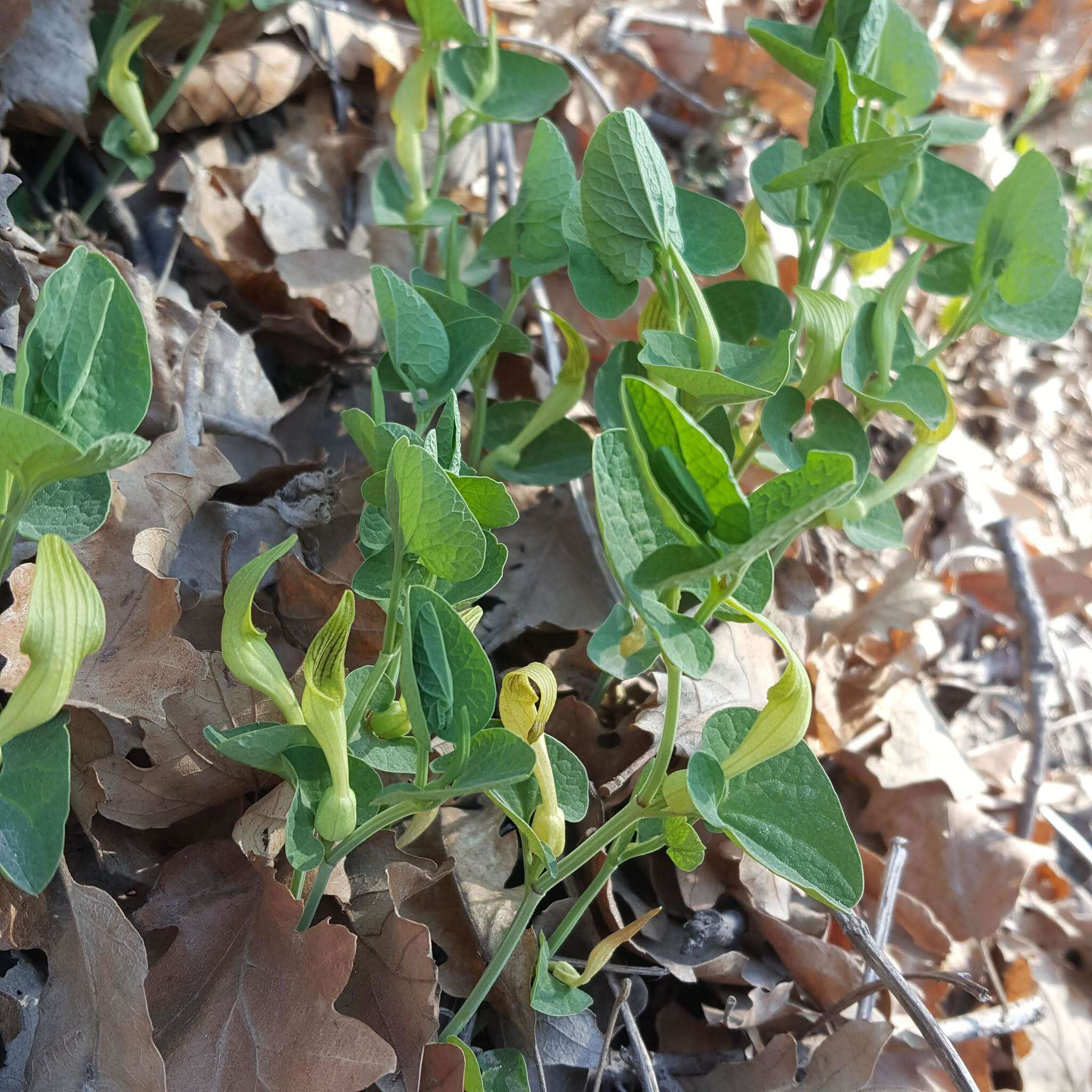 Image de Aristolochia pallida Willd.