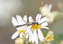 Image of Enchoptera apicalis Saunders 1850