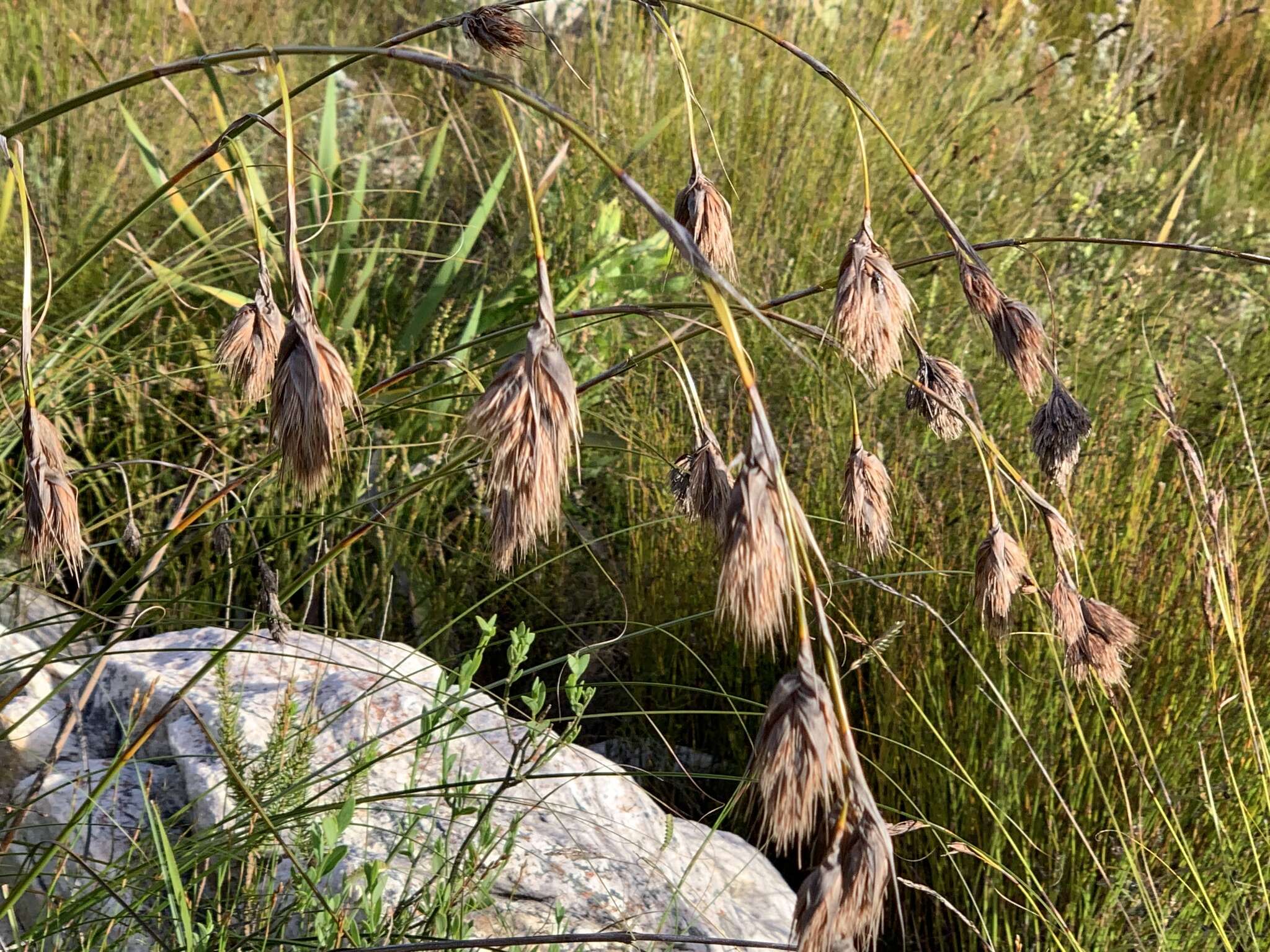 Image of Tetraria bromoides (Lam.) H. Pfeiff.