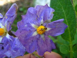 Image of Solanum verrucosum Schltdl.
