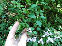 Image de Plectranthus saccatus Benth.