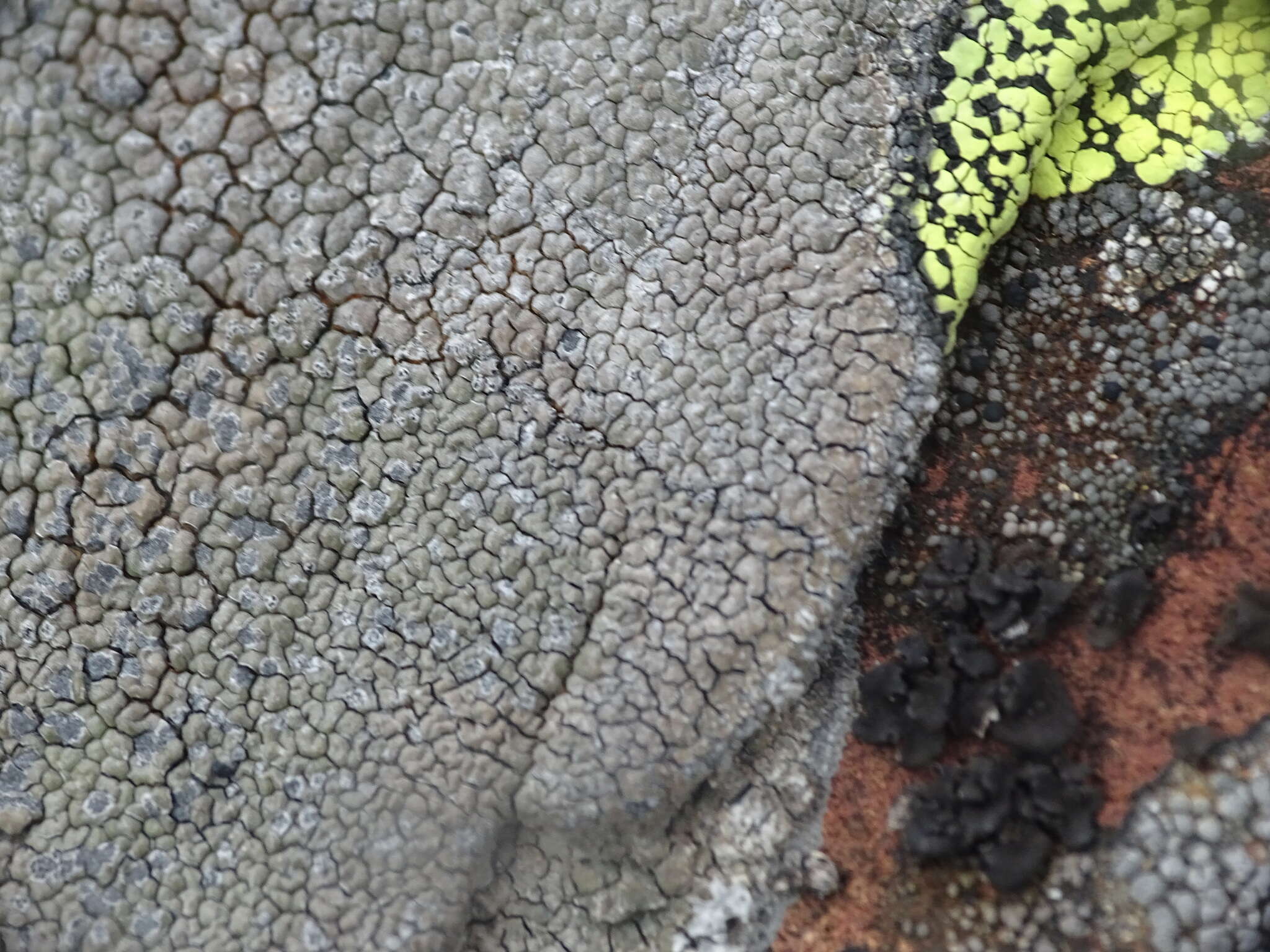 Image of immersaria lichen
