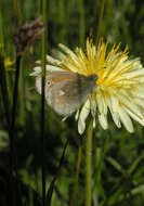 Image of Coenonympha tullia chatiparae Sheljuzhko 1937