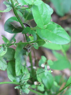 Image de Scutellaria nervosa Pursh