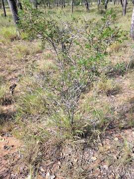 Imagem de Archidendropsis basaltica (F. Muell.) I. C. Nielsen