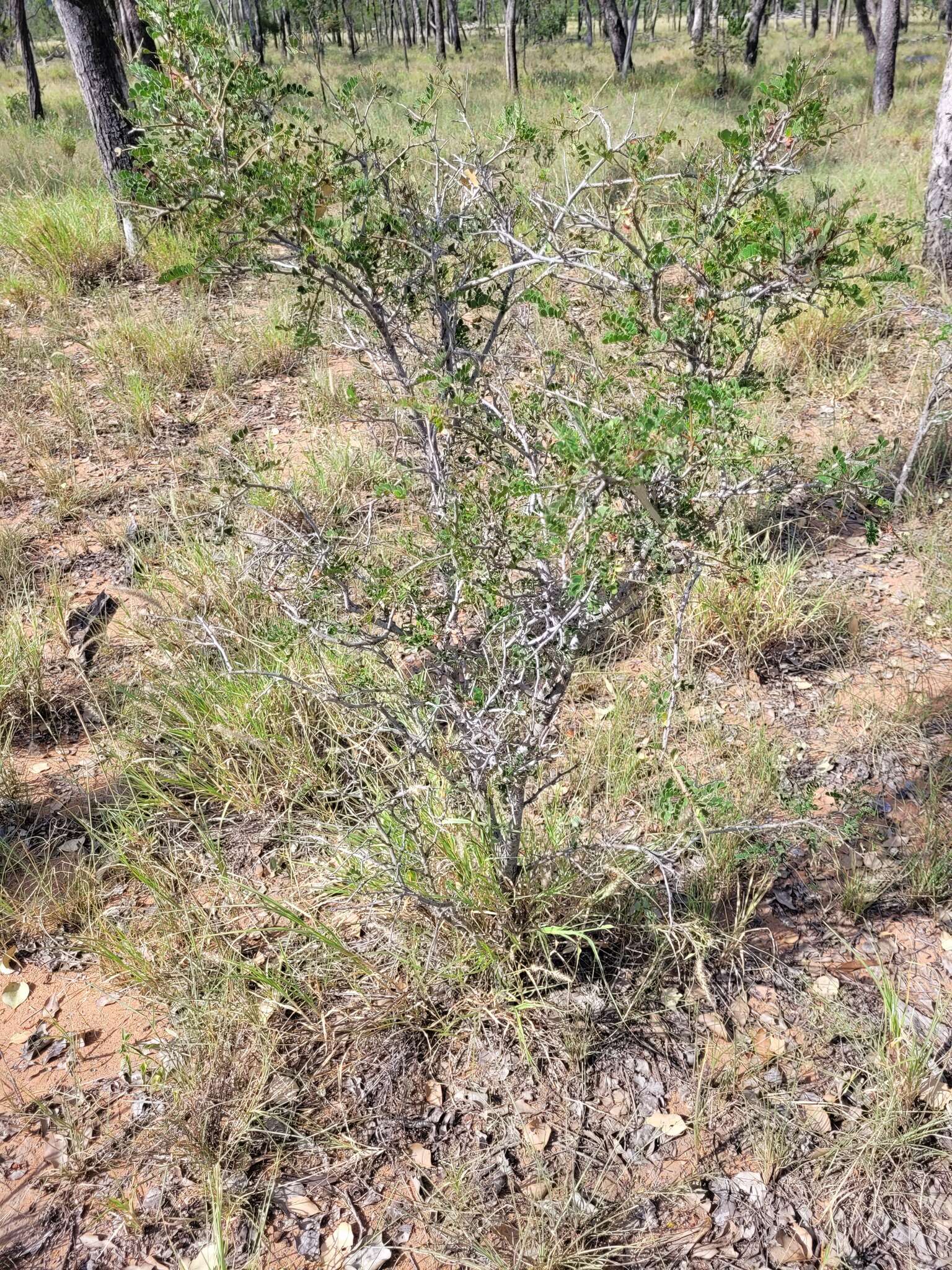 Plancia ëd Archidendropsis basaltica (F. Muell.) I. C. Nielsen